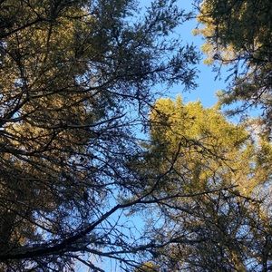 Meet your Posher, Sefana